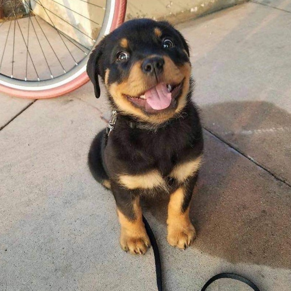 Meet your Posher, Ino